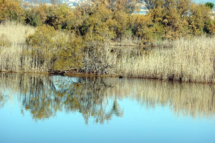 1Saline di Priolo 16.1.2011 (50).jpg